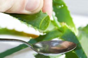 aloe