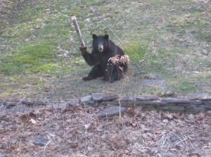 bear-2-002