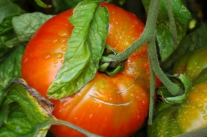 tomato